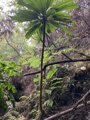 Cyanea aculeatiflora