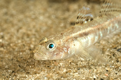 Pomatoschistus pictus