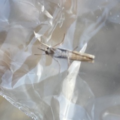 Parapediasia decorellus