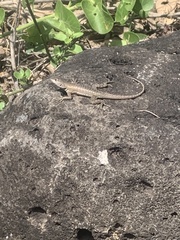 Microlophus bivittatus