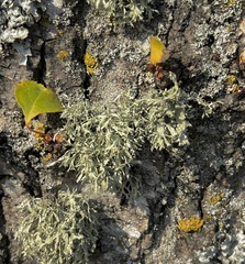Ramalina farinacea