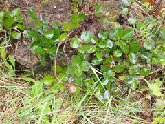 Gaultheria