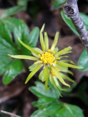 Hamadryas magellanica