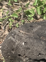 Microlophus bivittatus