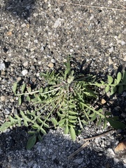 Capsella bursa-pastoris