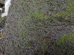 Hygrohypnum