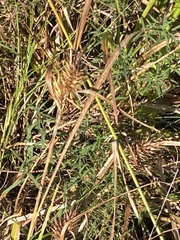 Carex lupulina