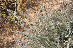 Artemisia bigelovii
