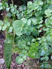 Cardamine glacialis