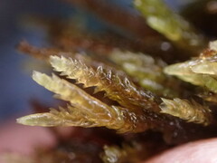 Hygrohypnum