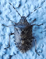 Rhaphigaster nebulosa