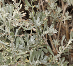 Artemisia bigelovii