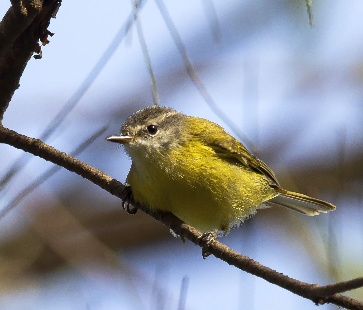 Timor Leaf Warbler illustration