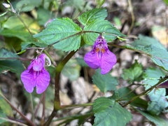Impatiens textorii