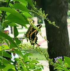 Heraclides cresphontes