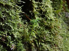 Polytrichastrum alpinum