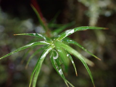 Polytrichastrum alpinum