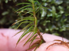 Polytrichastrum alpinum