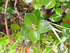 Gaultheria