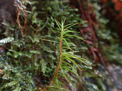 Polytrichastrum alpinum
