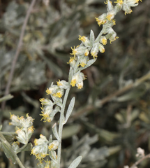 Artemisia bigelovii