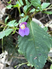 Impatiens textorii