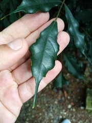 Andira