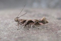 Aristotelia fungivorella
