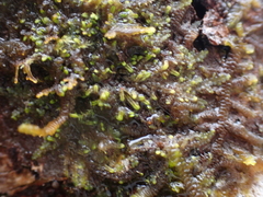 Marchantiophyta