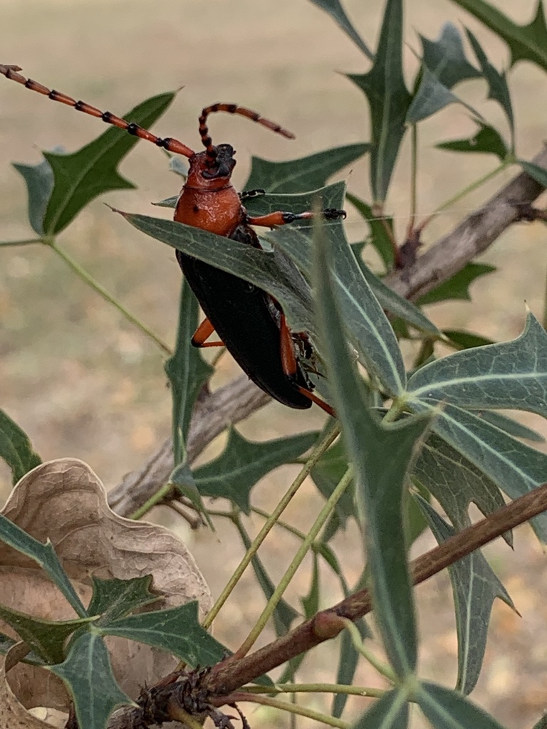 Red-headed Beauty