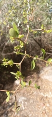 Condalia buxifolia