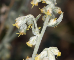 Artemisia bigelovii