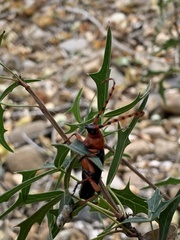 Stenaspis verticalis insignis