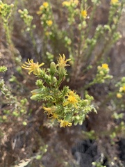 Ericameria pinifolia