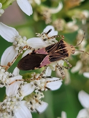 Hypselonotus punctiventris