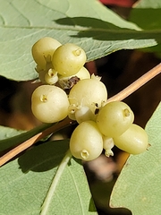 Symphoricarpos occidentalis