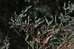 Genista tridentata