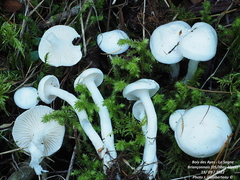 Hygrophorus piceae