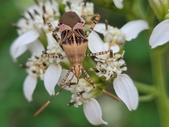 Hypselonotus punctiventris