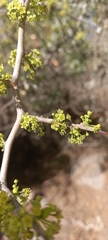 Condalia buxifolia