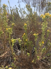 Ericameria pinifolia