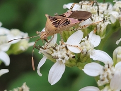 Hypselonotus punctiventris