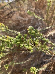 Ericameria pinifolia
