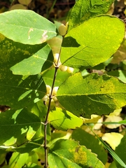 Symphoricarpos occidentalis