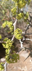 Condalia buxifolia