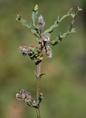 Genista tridentata
