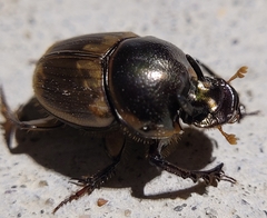 Digitonthophagus gazella