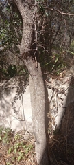 Condalia buxifolia