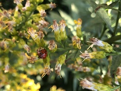 Coccinellidae