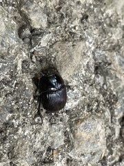 Geotrupes balyi